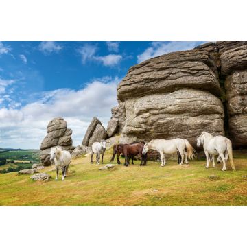 Lais Puzzle - Dartmoor Ponys in der Nähe von Saddle Tor, Dartmoor, Devon, England - 2.000 Teile