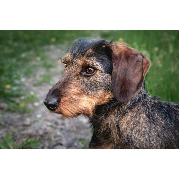 Lais Puzzle - Rauhhaardackel - 2.000 Teile