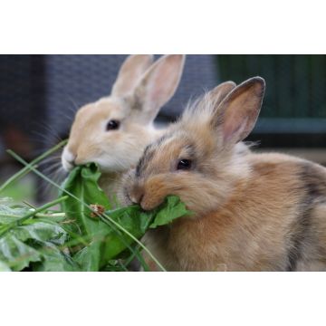 Lais Puzzle - Kaninchen - 2.000 Teile