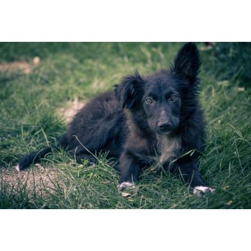 Lais Puzzle - Kroatischer Schäferhund - 2.000 Teile