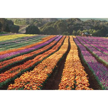 Lais Puzzle - Tulpen von Wynyard Tasmanien, Australien - 2.000 Teile