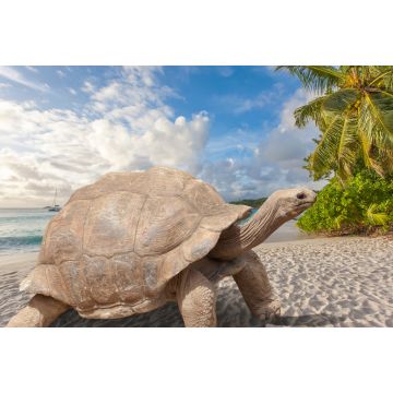 Lais Puzzle - Schildkröte am Strand, Seychellen - 2.000 Teile