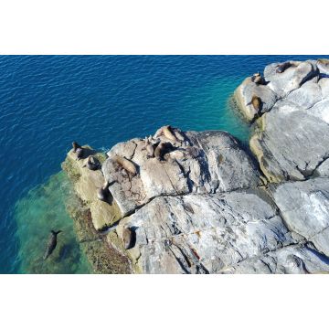 Lais Puzzle - Seelöwen auf der Insel Coronado - 2.000 Teile