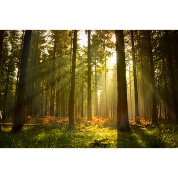 Lais Puzzle - Schöner Wald - 2.000 Teile