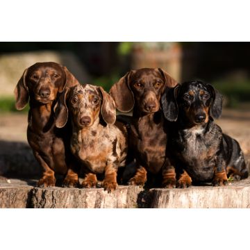 Lais Puzzle - Dachshunde - 2.000 Teile