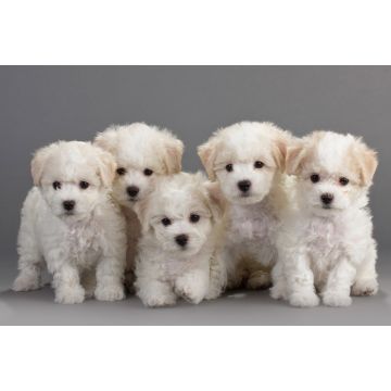 Lais Puzzle - Bichon Frise - 2.000 Teile