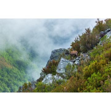 Lais Puzzle - Chamois (Rupicapra rupicapra), Naturpark Fuentes del Narcea, Degaña und Ibias, Asturien, Spanien - 2.000 Teile