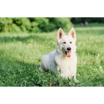 Lais Puzzle - Weißer Schweizer Schäferhund - 2.000 Teile