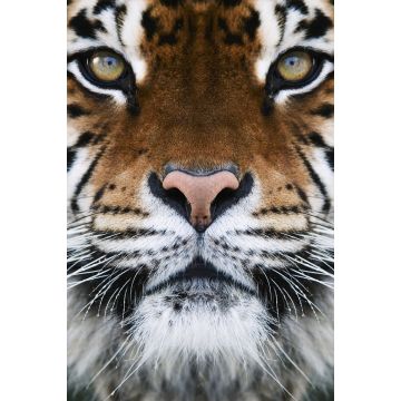 Lais Puzzle - Tiger - 2.000 Teile