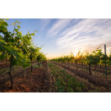 Lais Puzzle - Weingut Hunter Valley, Australien - 2.000 Teile