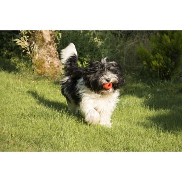 Lais Puzzle - Schapendoes - 2.000 Teile