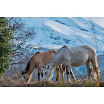 Lais Puzzle - Pferde im biologischen Reservat Huilo Huilo, Chile - 2.000 Teile