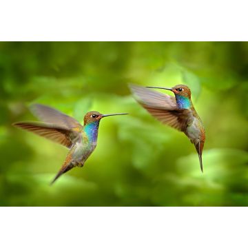 Lais Puzzle - Kolibri im Flug, Naturhabitat grüner Wald, Weißschwanz-Bergstar, Urochroa bougueri, Montezuma, Kolumbien - 2.000 Teile