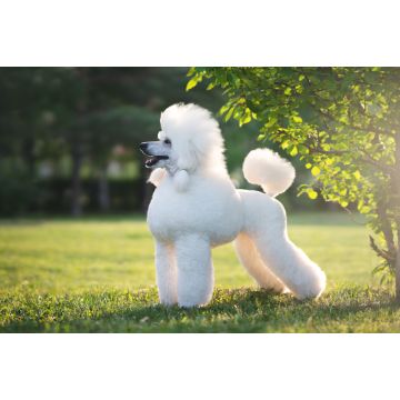 Lais Puzzle - Pudel - 2.000 Teile