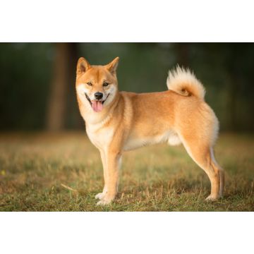Lais Puzzle - Shiba Inu - 2.000 Teile