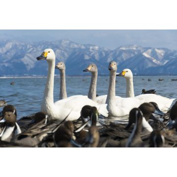 Lais Puzzle - Ente, Vogel und Schwan, Japan. - 2.000 Teile