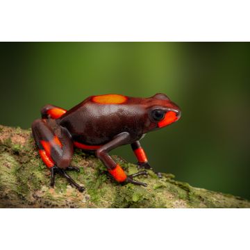 Lais Puzzle - Frosch Oophaga histrionica, Kolumbien - 2.000 Teile