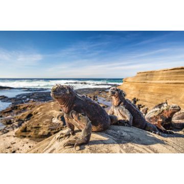 Lais Puzzle - Galapagos Meeresleguan, Ecuador - 2.000 Teile