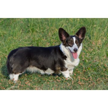 Lais Puzzle - Welsh Corgi Cardigan - 2.000 Teile