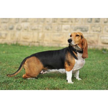 Lais Puzzle - Basset Artésien-Normand - 2.000 Teile