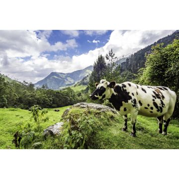 Lais Puzzle - Wunderschöne Tageswanderung im Cocora-Tal im Salento, Kolumbien - 2.000 Teile