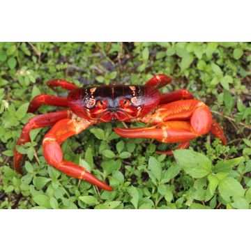 Lais Puzzle - Roter Weihnachtsinselkrebs (Gecarcoidea natalis), Australien - 2.000 Teile