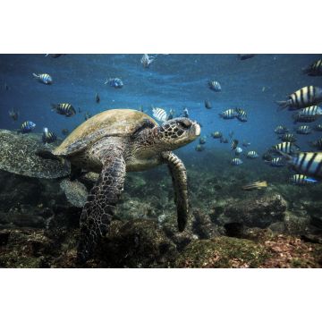 Lais Puzzle - Meeresschildkröte und Fisch, Galapagos Inseln, Ecuador - 2.000 Teile