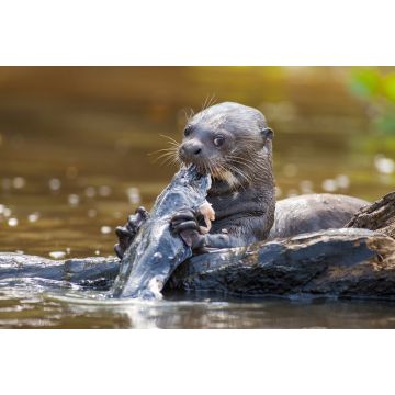 Lais Puzzle - Riesenotter beim Fischessen im Pantanal von Mato Grosso, Brasilien - 2.000 Teile