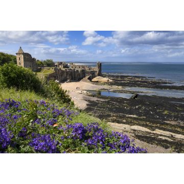 Lais Puzzle - St Andrews Castle Ruinen auf felsigen Nordseeküste mit Blick auf Castle Sands Strand in St Andrews Fife Schottland UK mit lila Geranien - 2.000 Teile