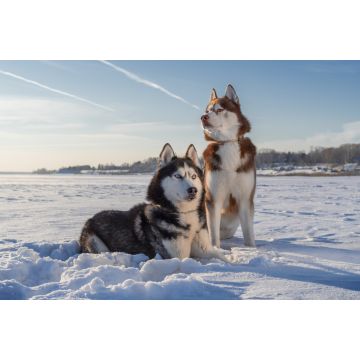 Lais Puzzle - Siberian Husky - 2.000 Teile