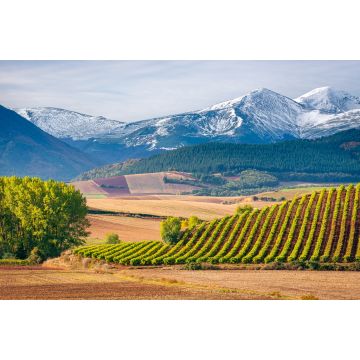 Lais Puzzle - Weinberge mit San Lorenzo Berg als Hintergrund, La Rioja, Spanien - 2.000 Teile