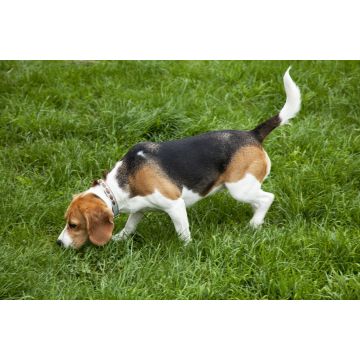 Lais Puzzle - American Foxhound - 2.000 Teile
