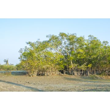 Lais Puzzle - Eine Pflanzenlandschaft im Dibru-Saikhowa-Nationalpark, Indien - 2.000 Teile