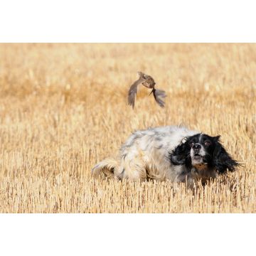 Lais Puzzle - English Setter - 2.000 Teile