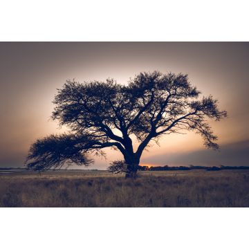 Lais Puzzle - Pampa-Landschaft, einsamer Baum, La Pampa, Argentinien - 2.000 Teile