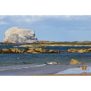 Lais Puzzle - Hund spielen mit Ball auf Meer Strand. Bass Rock mit Kolonie von Basstölpeln hinter dem Hund. North Berwick, East Lothian, Schottland - 2.000 Teile
