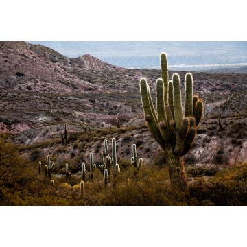 Lais Puzzle - Nationalpark Los Cardones, Salta, Argentinien - 2.000 Teile