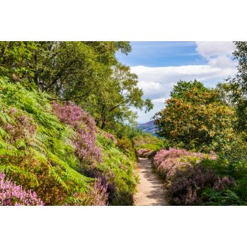 Lais Puzzle - Wanderweg durch üppiges lila Heidekraut und Farn an einem warmen, sonnigen Sommertag. Wicklow Mountains Way-Weg durch dichte Vegetation zum Maulin-Gipfel in den Wicklow Mountains, Irland - 2.000 Teile