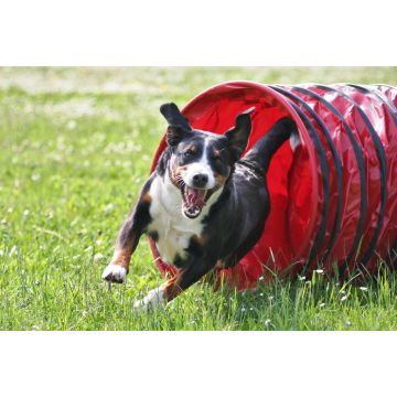 Lais Puzzle - Appenzeller Sennenhund - 2.000 Teile