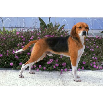 Lais Puzzle - Beagle-Harrier - 2.000 Teile