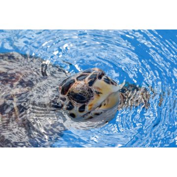 Lais Puzzle - Schildkröte beim Schwimmen im Projekt Tamar-Tank in Praia do Forte, Brasilien - 2.000 Teile