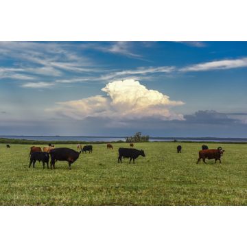 Lais Puzzle - Ländliche Landschaft mit grasenden Kühen, La Pampa, Argentinien - 2.000 Teile