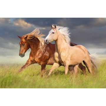 Lais Puzzle - Rotes Pferd und Palominopferd mit langer blonder Mähne in Bewegung auf Feld - 2.000 Teile