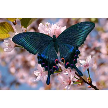 Lais Puzzle - Schwarzer Schmetterling - 2.000 Teile