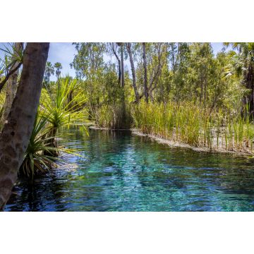 Lais Puzzle - Mataranka Hot Springs im Waterhouse River, Mataranka, Northern Territory, Australien - 2.000 Teile