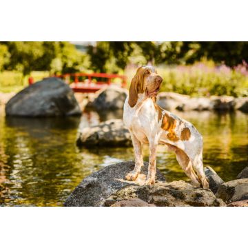 Lais Puzzle - Bracco Italiano - 2.000 Teile
