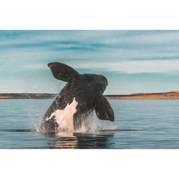 Lais Puzzle - Südlicher Glattwal, Sprungverhalten, Puerto Madryn, Patagonien, Argentinien - 2.000 Teile