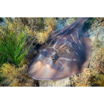 Lais Puzzle - Südlicher Zitterrochen ruhend auf dem Meeresgrund der Port Phillip Bay in Melbourne, Australien - 2.000 Teile