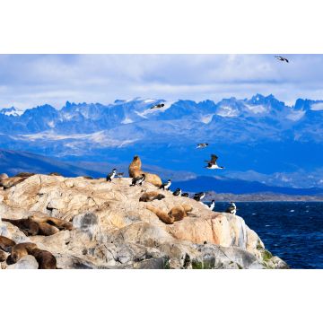 Lais Puzzle - Pinguine und Seelöwen in Tierra del Fuego Ushuaia Argentinien - 2.000 Teile
