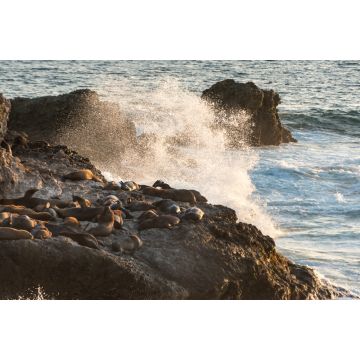 Lais Puzzle - Seelöwe, Ecuador - 2.000 Teile